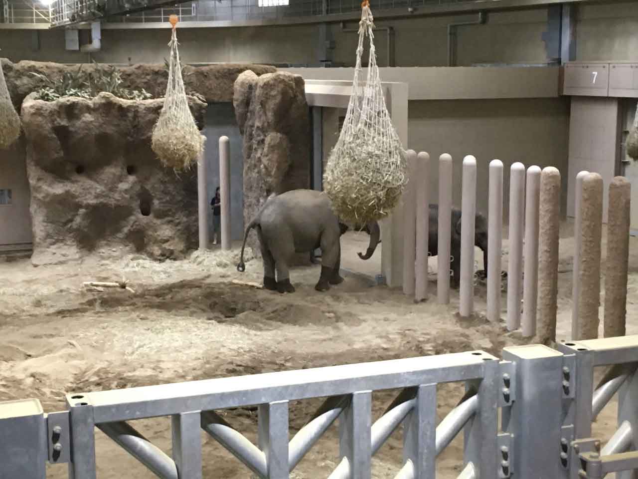 円山動物園のゾウ。同僚を呼び出している